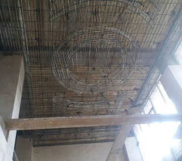 مجری رابیتس تهران